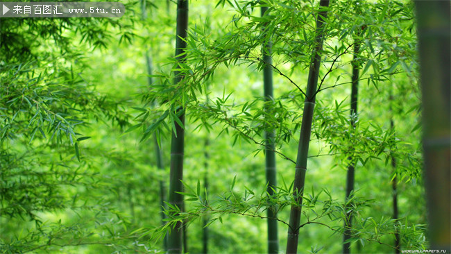 清新竹林风景高清图片