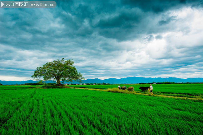 水稻稻田农村风景图片