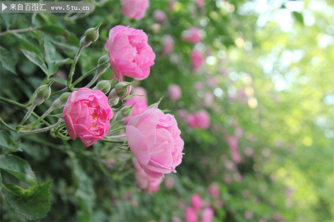 粉色蔷薇花朵图片下载