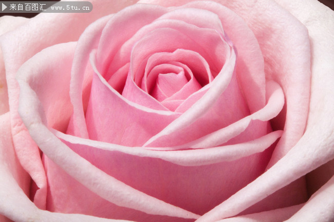 淡雅的粉玫瑰图片