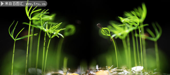 幼小植物嫩苗近景特写