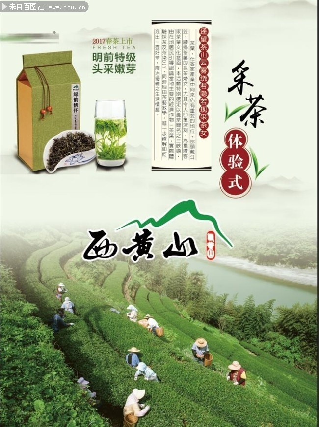 西黄山采茶体验海报设计