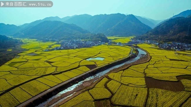 高路亭村油菜花海图片