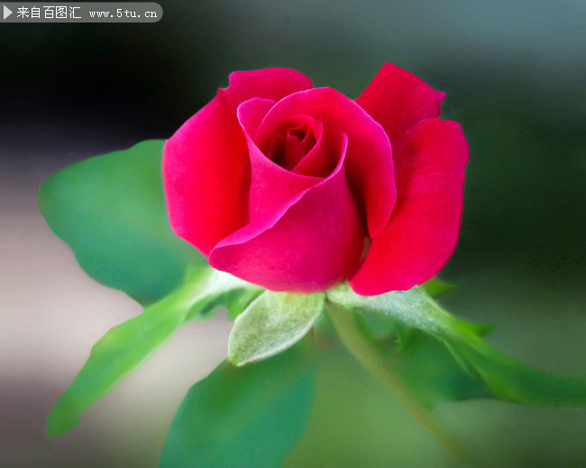 娇艳欲滴的红色玫瑰花摄影高清图片