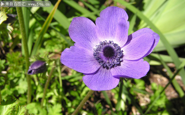 紫色银莲花高清图