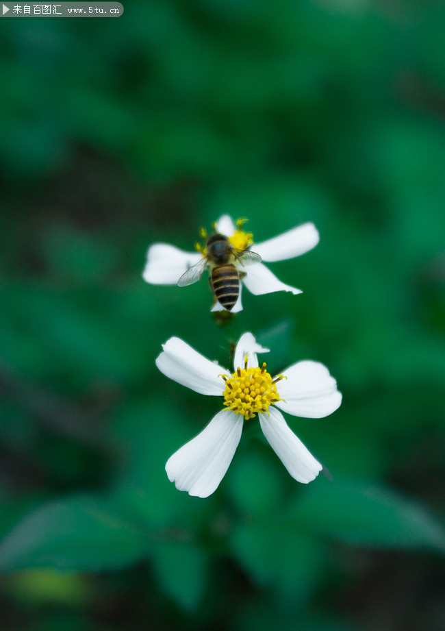 蜜蜂采蜜摄影图片