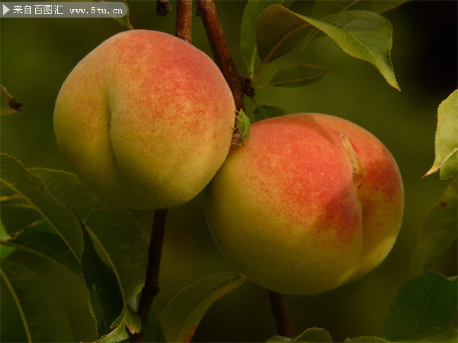 新鲜桃子高清图片素材