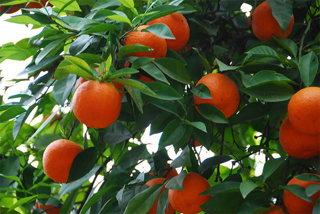 果树上的新鲜橘子图片