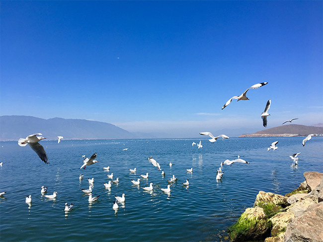 洱海海鸥风景图片素材