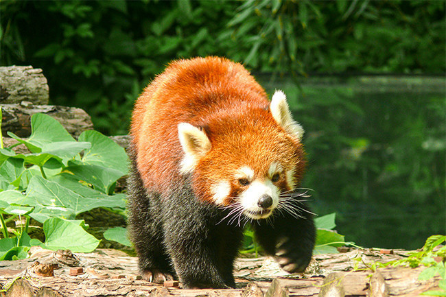 野生动物小熊猫高清图片素材