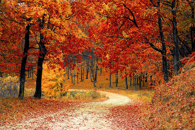 秋季公园里的枫树林自然风景图片