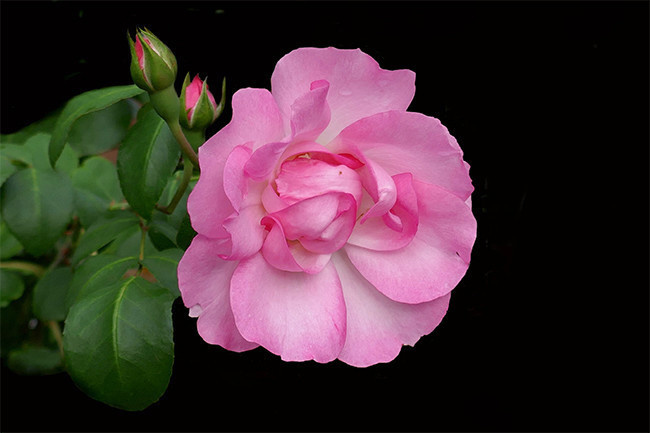 粉色玫瑰花图片下载