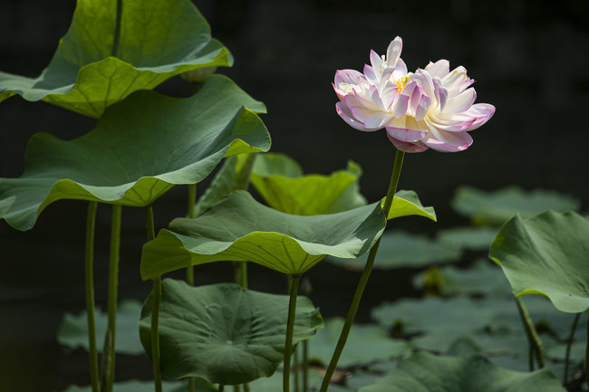 重瓣荷花图片