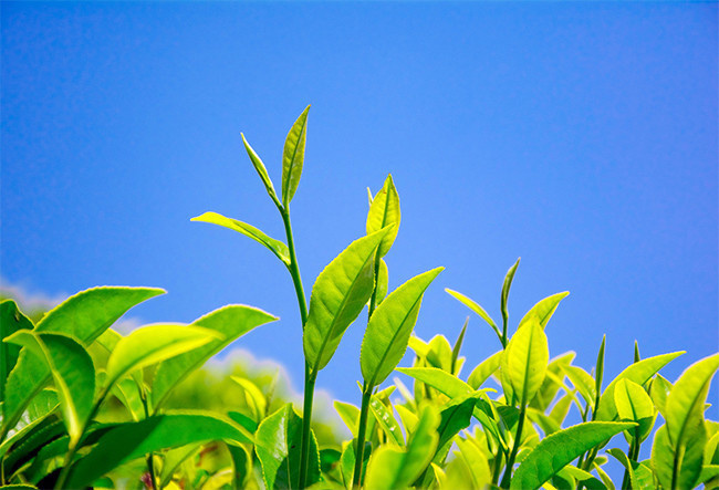 蓝天下茶叶嫩芽特写摄影图片