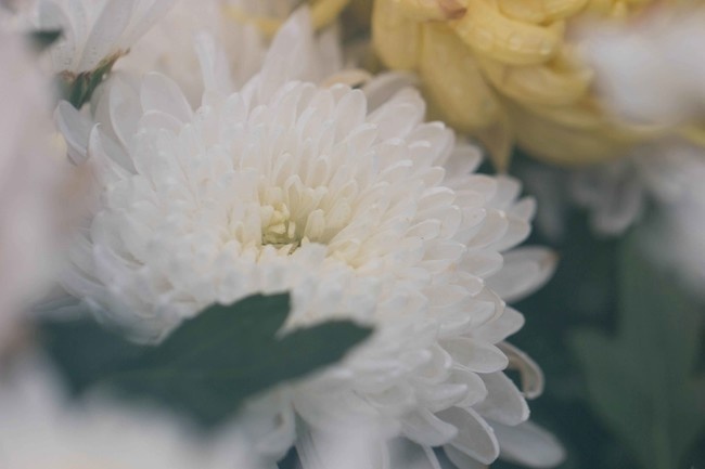 白色菊花花卉特写图片下载