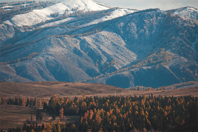北疆秋季的雪山和树林风景图片