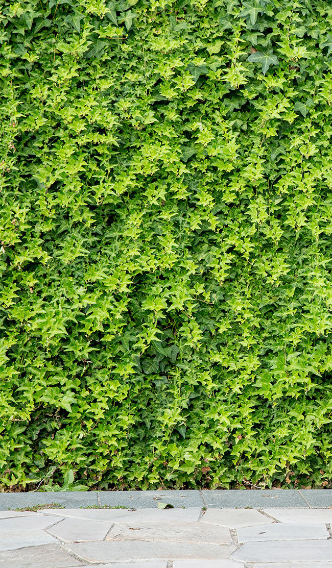 清新的绿色植物墙摄影