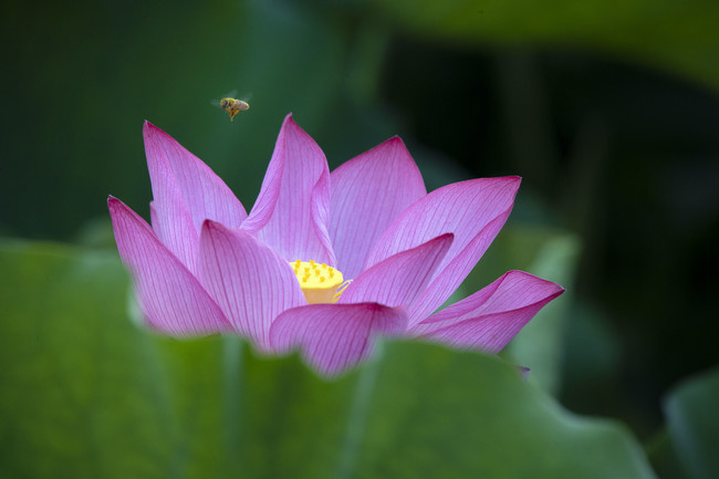 蜂与荷花图片