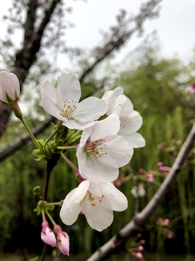 粉色樱花高清图片下载