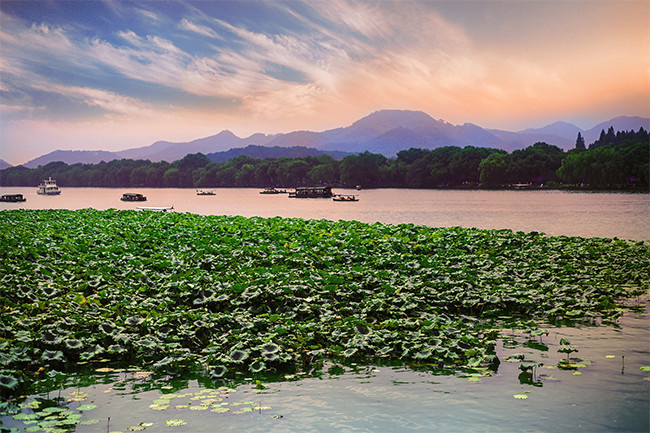 西湖荷叶风景图片素材