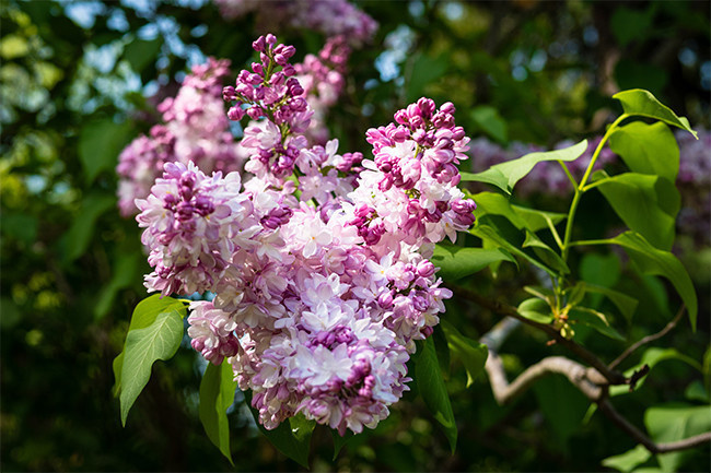 粉色丁香花图片