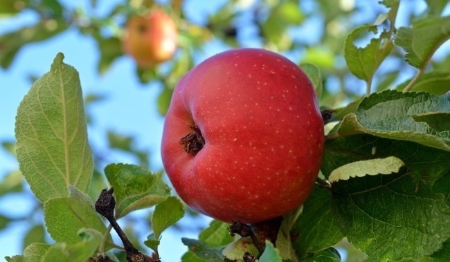 树枝上好看的红苹果高清图