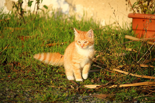 虎斑猫图片