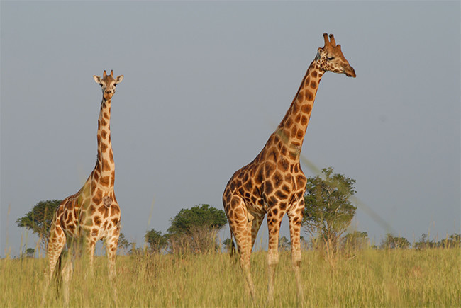 高大的两只长颈鹿摄影图片