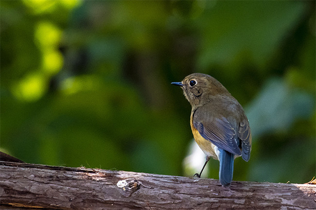 红胁蓝尾鸲鸟飞鸟图片素材