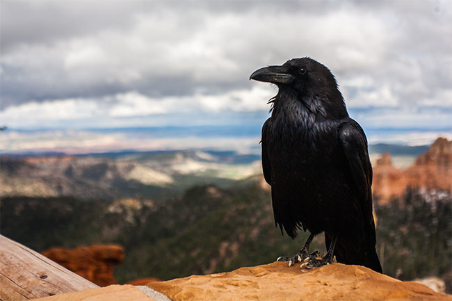 一只乌鸦高清野生动物图片素材