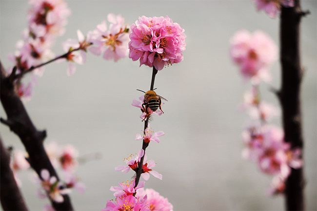 鲜花蜜蜂采蜜摄影图片
