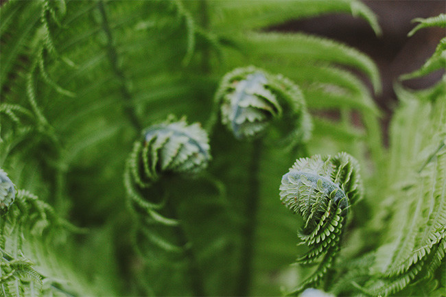 绿色蕨类植物图片