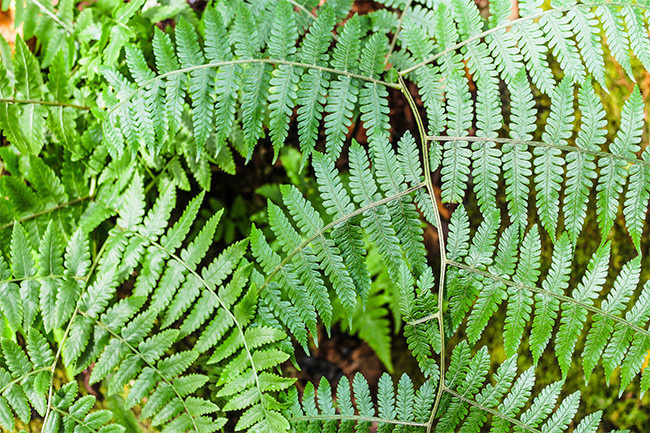 野生植物蕨类摄影图片