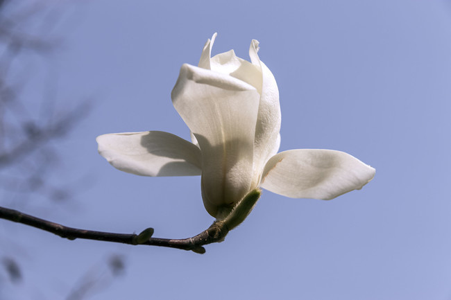 玉兰花特写图片