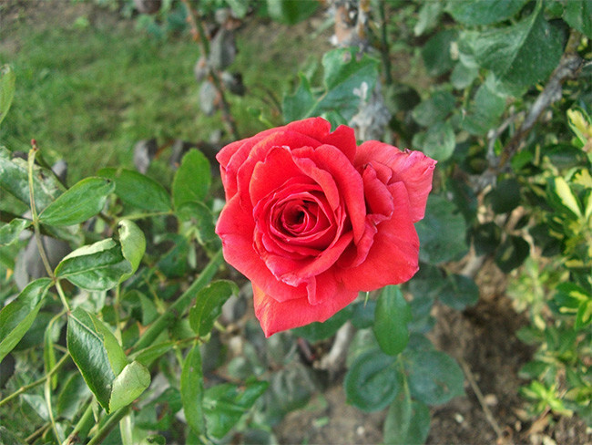 红玫瑰摄影图片