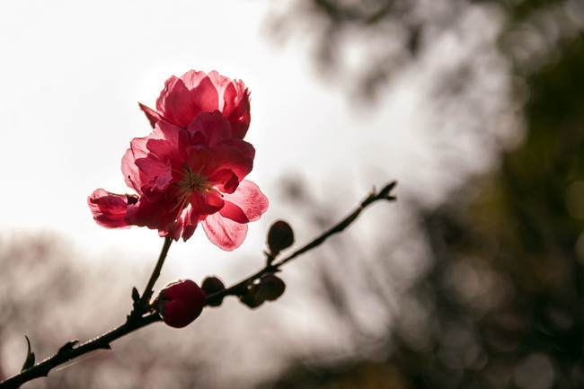 红碧桃花图片