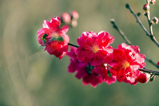 蜜蜂与红桃花图片