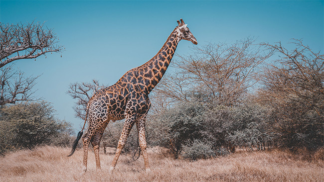 长颈鹿野生动物图片