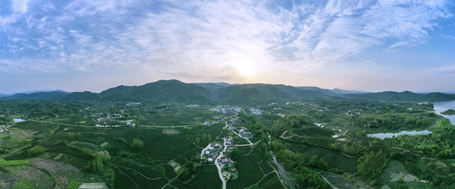 茶田风光宽幅大图