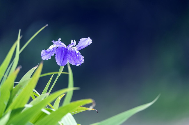 鸢尾花背景图片