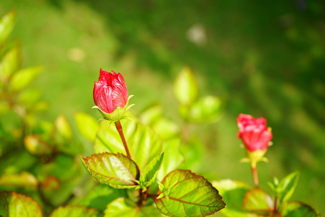 木芙蓉摄影图片