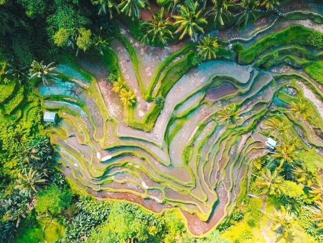 水稻梯田风景图片