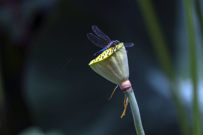 蜻蜓莲蓬图片