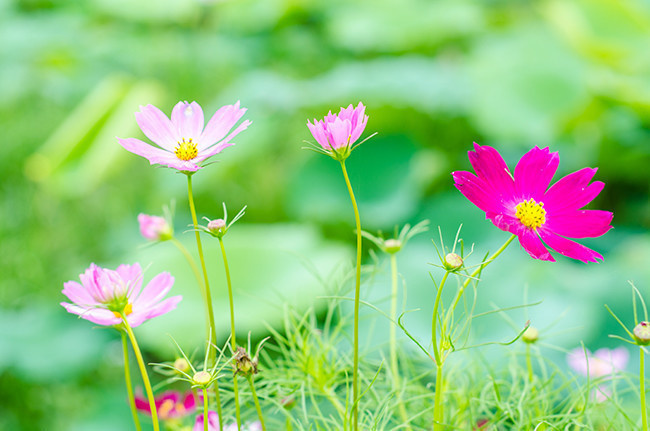 小清新格桑花图片