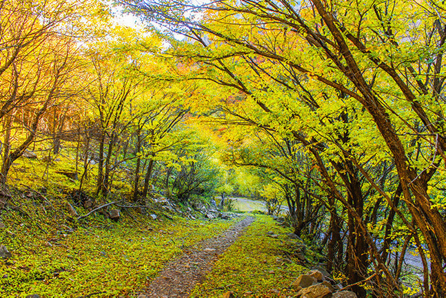 秋天林间落叶风景图片
