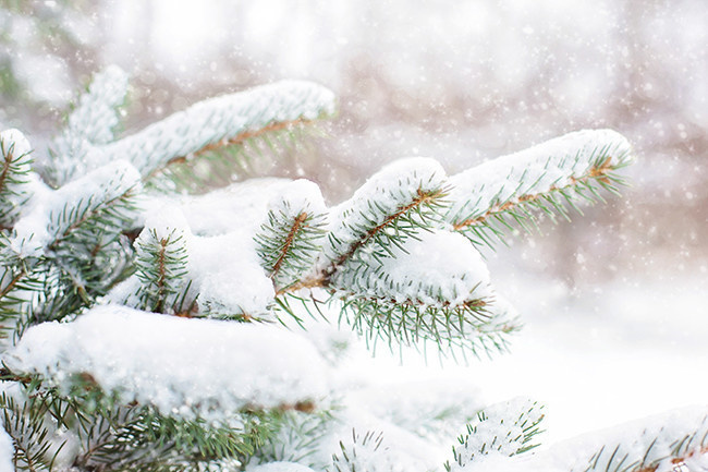 松枝雪景摄影图片