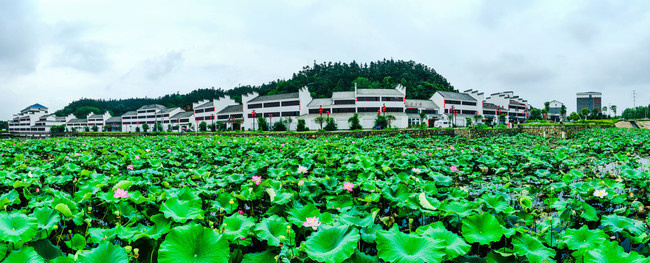 宽幅荷塘乡村风光图片