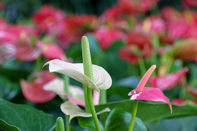 白红掌花图片