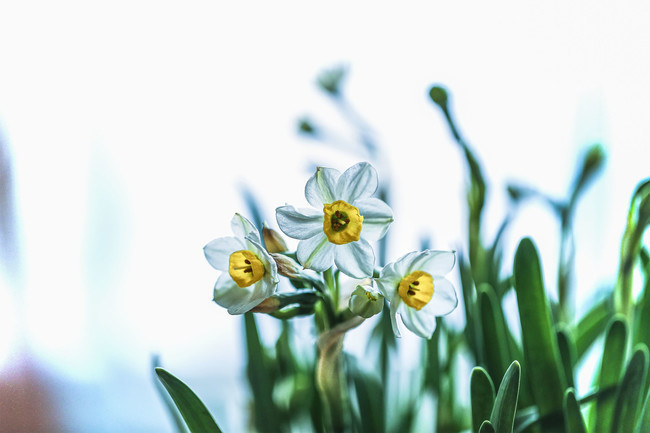 水仙花图片