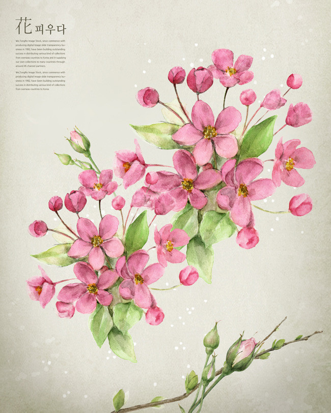 粉色花朵手绘植物图片素材